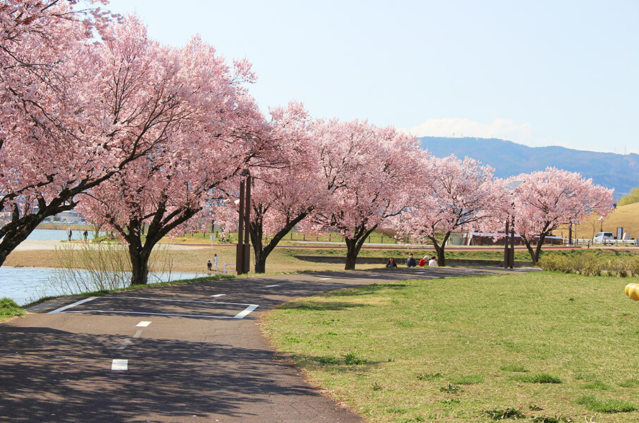 諏訪湖岸沿いの桜
