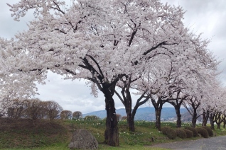 諏訪湖畔　桜